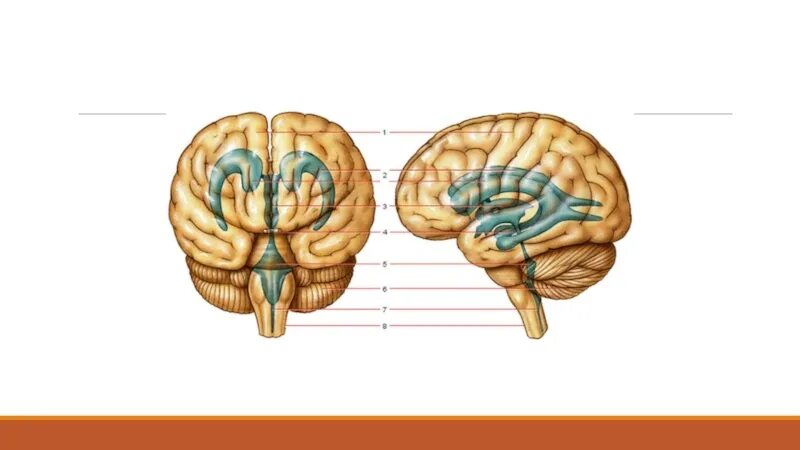4 Желудочек головного мозга. Желудочки головного мозга человека. Желудочки головного мозга анатомия. Строение мозга плода.