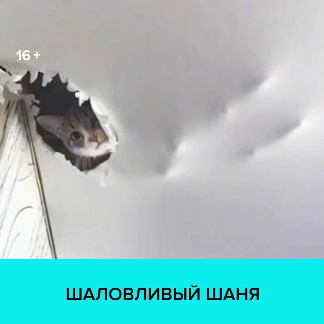 Могут ли мыши прогрызть потолок