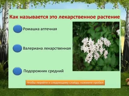 Растения нижегородской