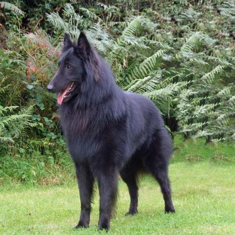 Немецкая овчарка короткошерстная. Гектор немецкая овчарка. Немецкая овчарка стандарт штефаница. Старотипная немецкая овчарка. Немецкая овчарка агути.