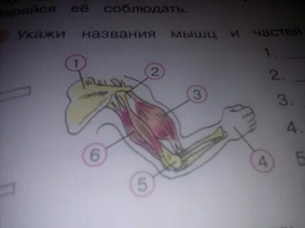 Руки 3 класс