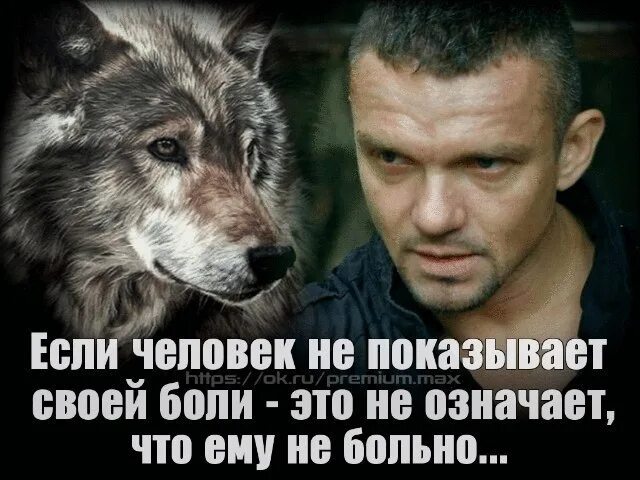 Человек человеку волк. Одинокий волк человек. Я мужчина одинокий волк. Одинокий волк статусы. Одинокий волк со смыслом.