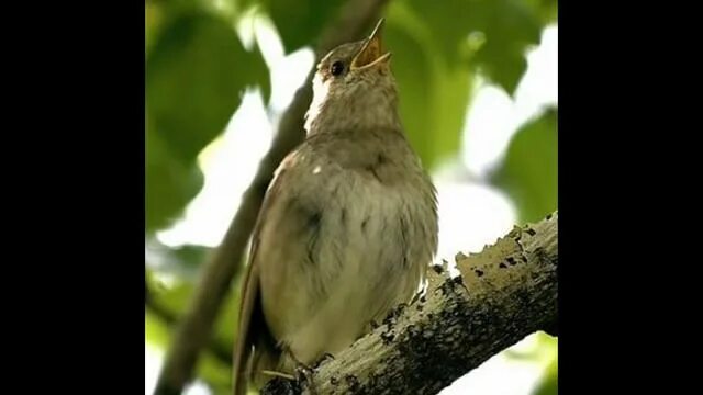 Ты не пой соловей под моим. Ты не пой Соловей Варламов. Соловьи поют заливаются. Соловьи поют заливаются Басков.