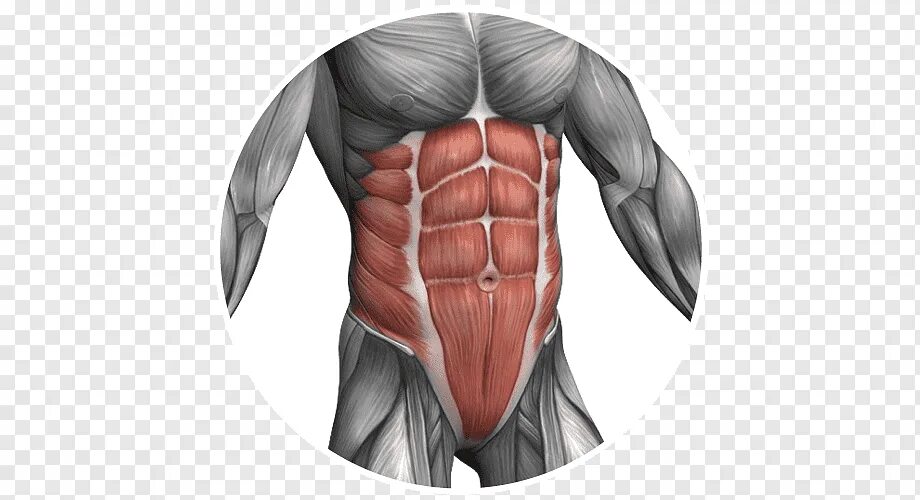 Сильные мышцы живота. Мышцы живота анатомия. Rectus abdominis muscle. Мышцы брюшной полости. Абдоминальные мышцы живота.