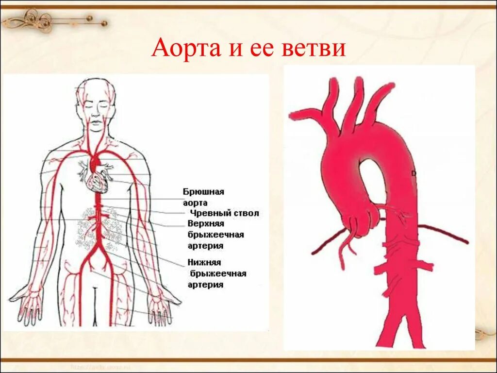 Артерии дуги аорты анатомия. Анатомия человека аорта и ее ветви. Аорта отходящие сосуды. Схема ветви дуги артерии.