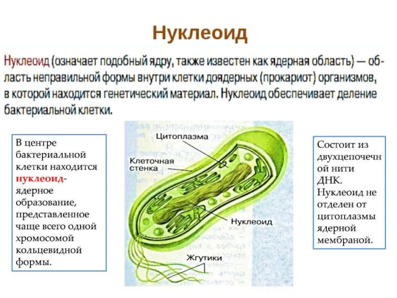 Структура бактериальной клетки нуклеоид функции. Строение клетки бактерии нуклеотид. Нуклеоид бактериальной клетки строение. Функции нуклеоид бактерий микробиология. Прокариоты наследственная информация