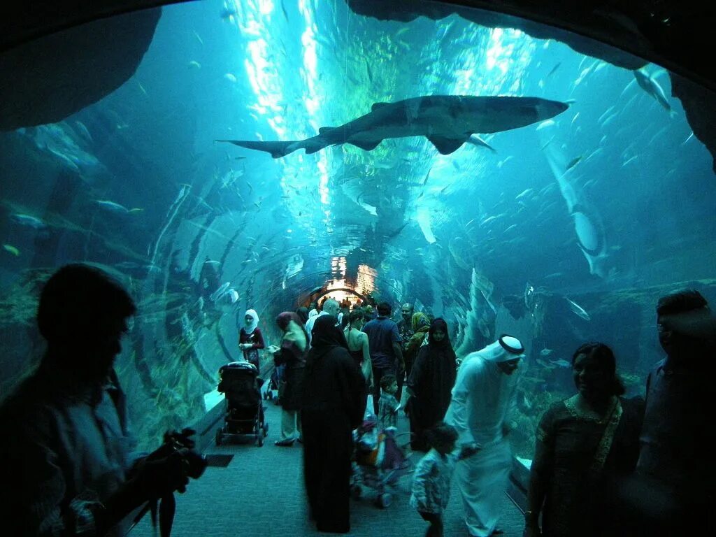 Дубайский аквариум и подводный зоопарк. Аквариум "dubai mall" (оаэ, дубай). Дубайский аквариум и подводный зоопарк дубай. Океанариум в дубай молле. Оаэ дубай молл аквариум.