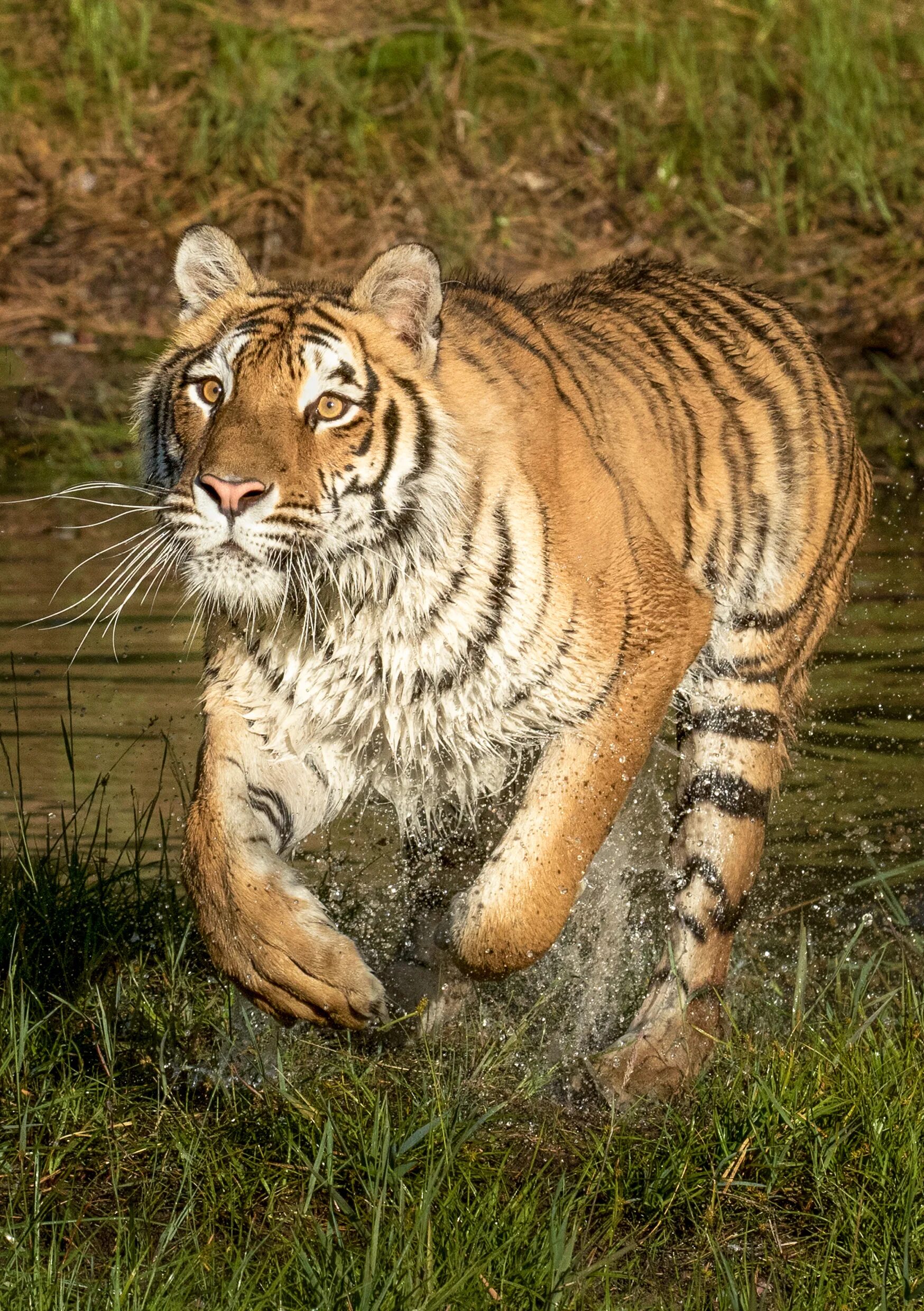 Тигр википедия. Амурский тайгер. амурский тигр. амурский тигр (panthera tigris). сибериан тайгер.