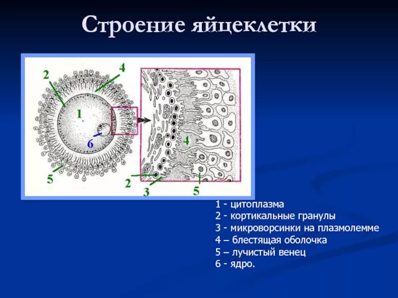 Перитолиновое пространство. Акросомальная и кортикальная реакция. Функция кортикальных гранул яйцеклетки. Функция кортикальных гранул яйцеклетки. Контактное взаимодействие опл.