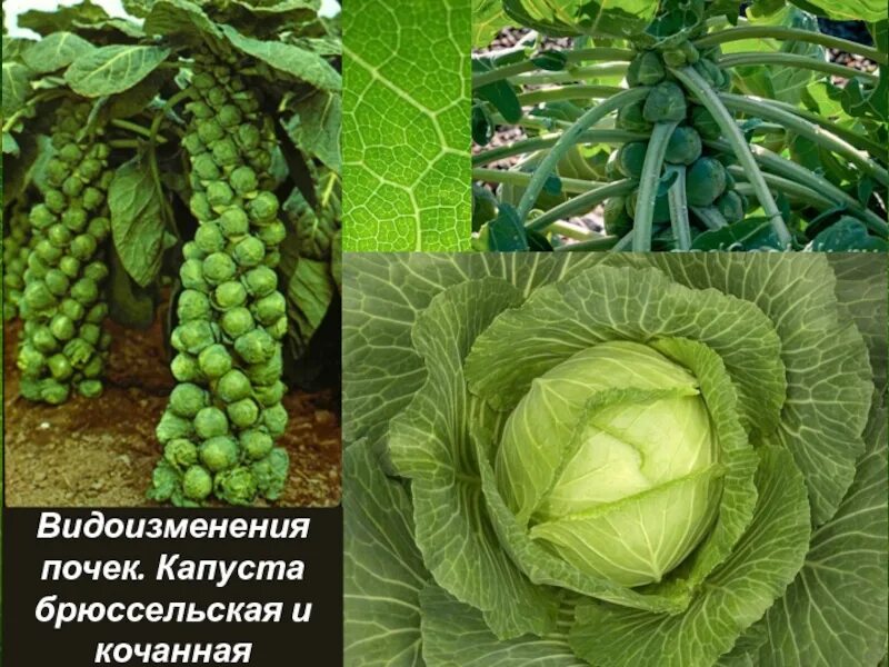 Капустные побег. Брюссельская капуста это видоизмененный побег. брюссельская капуста видоизменение. брюссельская капуста качан. кочанная капуста побег.