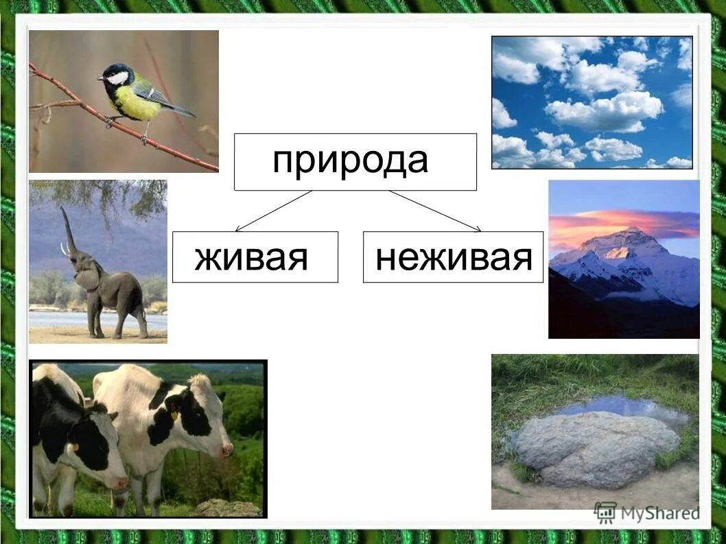 Живая и неживая природа. Живое неживое. Окружающий мир объекты живой и неживой природы. Живая и неживая природа презентация