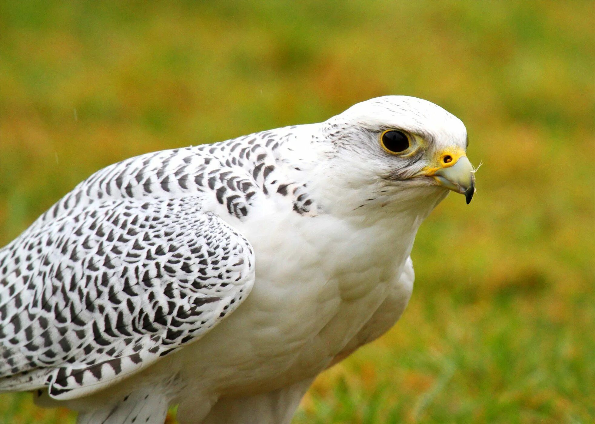 Кречет Falco rusticolus. Сокол белый Кречет. Кречет в тундре. Птица Сокол Кречет