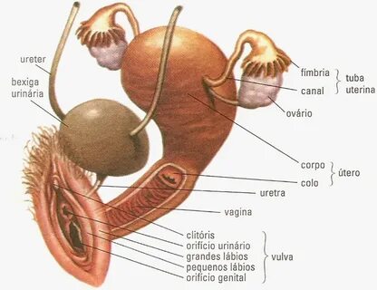 3. Canais deferentes femininos 