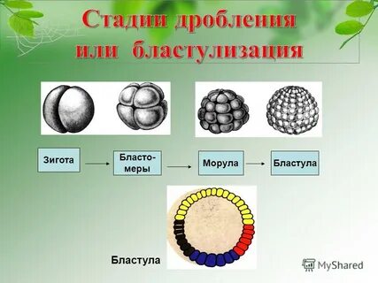 Дробление зиготы и образование бластулы