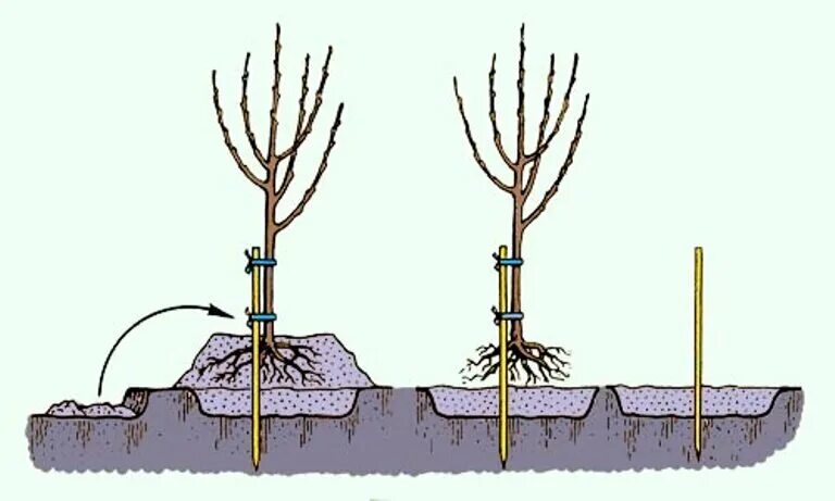 Какую почву любит вишня. Посадка яблони весной саженцами. Посадка черешни весной саженцами. Садим саженец яблони глубина посадки. Посадка саженцев плодовых деревьев весной.
