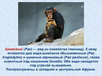 Систематика шимпанзе