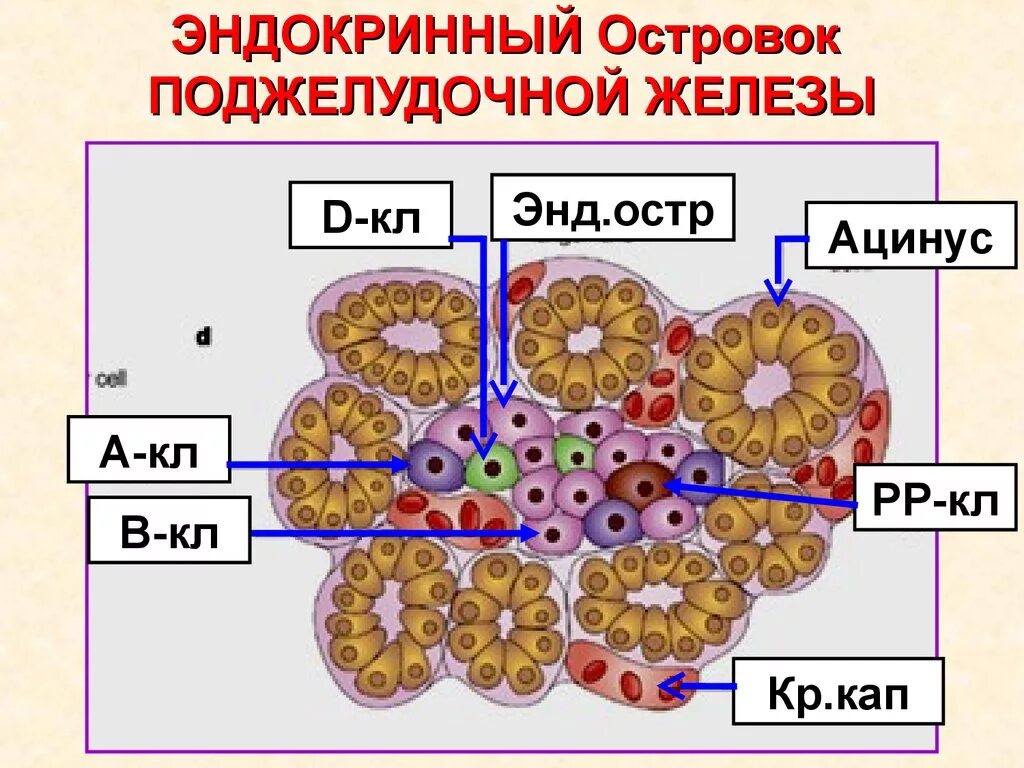 Эндокринные клетки островков лангерганса. Ацинусы поджелудочной железы гистология. Инсулоциты поджелудочной железы гистология. Клетки поджелудочной железы гистология. Панкреатические островки поджелудочной железы гистология.