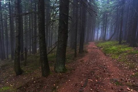 Обработанный лес