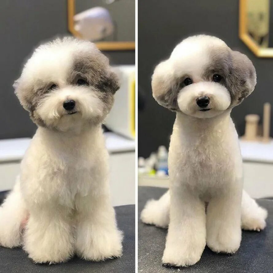 Собаки до и после стрижки в хорошем качестве. Груминг собак до и после. Стрижка собак до и после. Потом собачка. Стрижка бишон фризе.