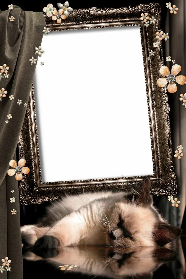 Frame, Animals, Hamster