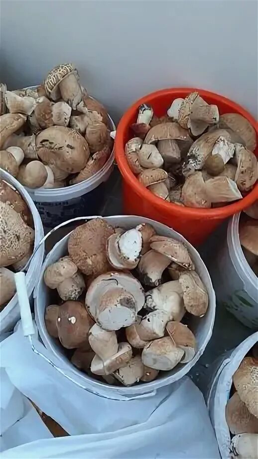 Грибы свежие. Продам свежие грибы. Белые грибы 1кг. Белые грибы урожай. Продам свежие грибы.