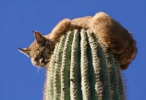 Кот кактус