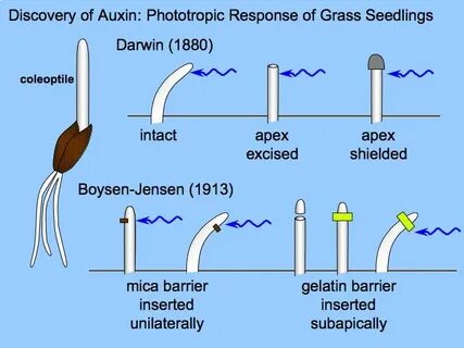 Plant physiology