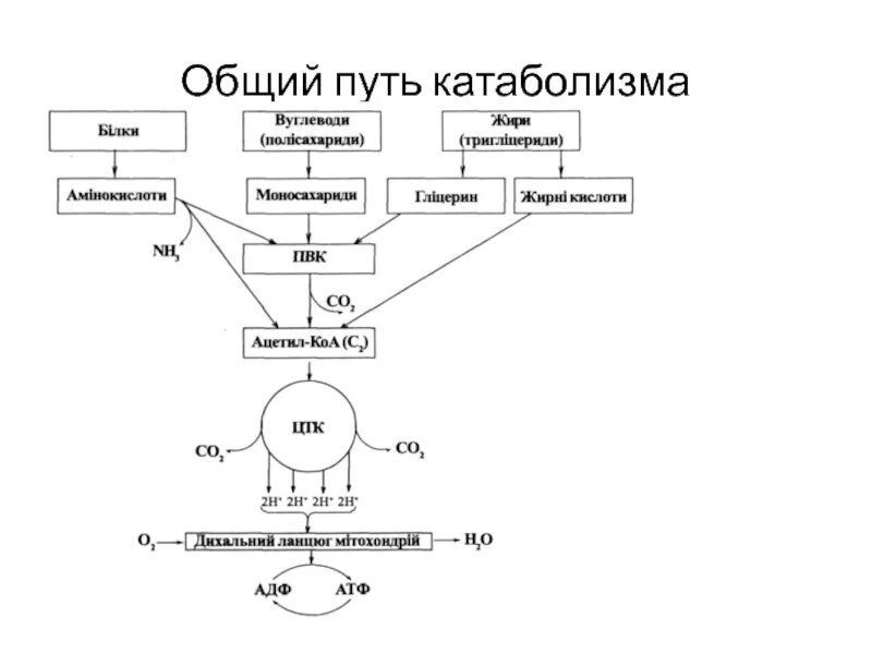 Фазы катаболизма этапы унификации субстратов окисления. Общие пути катаболизма углеводов. общие пути катаболизма дыхательная цепь. общая схема катаболизма основных пищевых веществ. общая схема катаболизма микроорганизмов.
