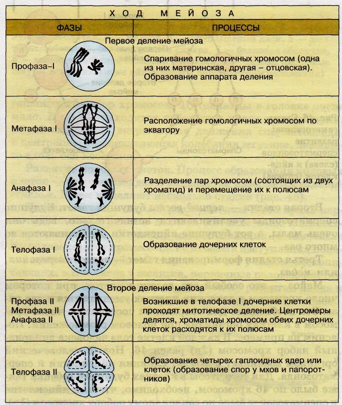 Фазы мейоза 1 и 2 таблица. Фазы мейоза 1 деление таблица. Мейоз фазы и процессы таблица 2 деление. Фазы мейоза 9 класс биология. Митоз фазы кратко