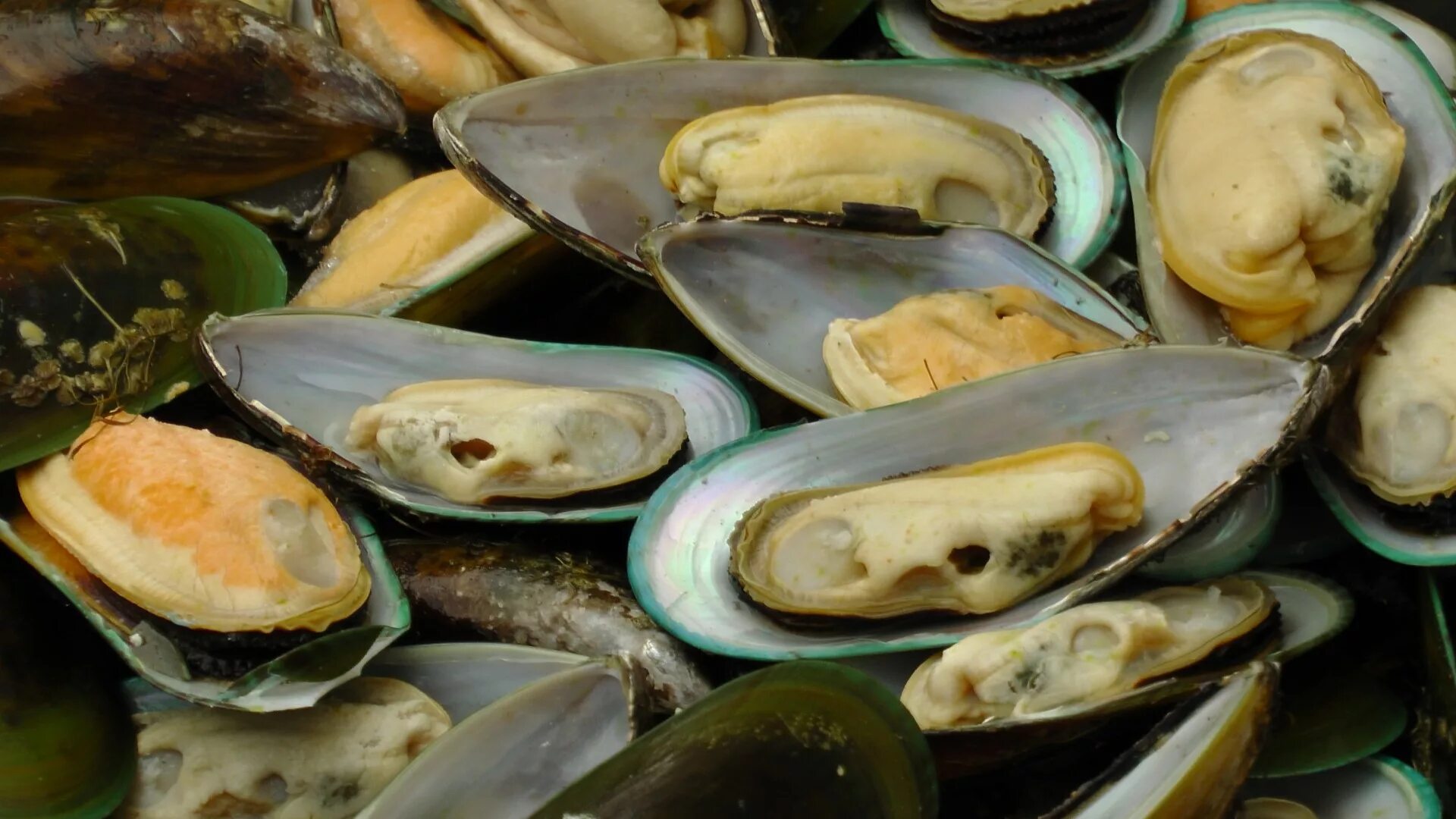 Jervis Bay mussels in on key seafood markets with conservation-friendly farm - A