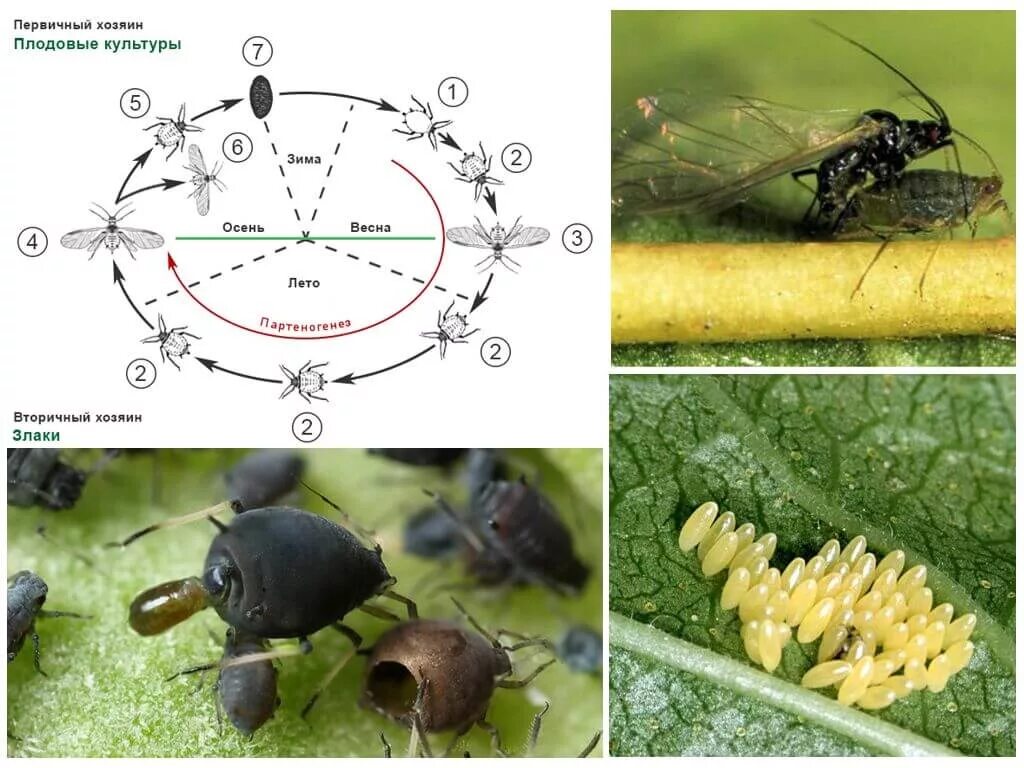 Какое развитие у тли. Жизненный цикл тли схема. Цикл развития тли схема. Цикл развития тли обыкновенной. Цикл развития тли садовой.