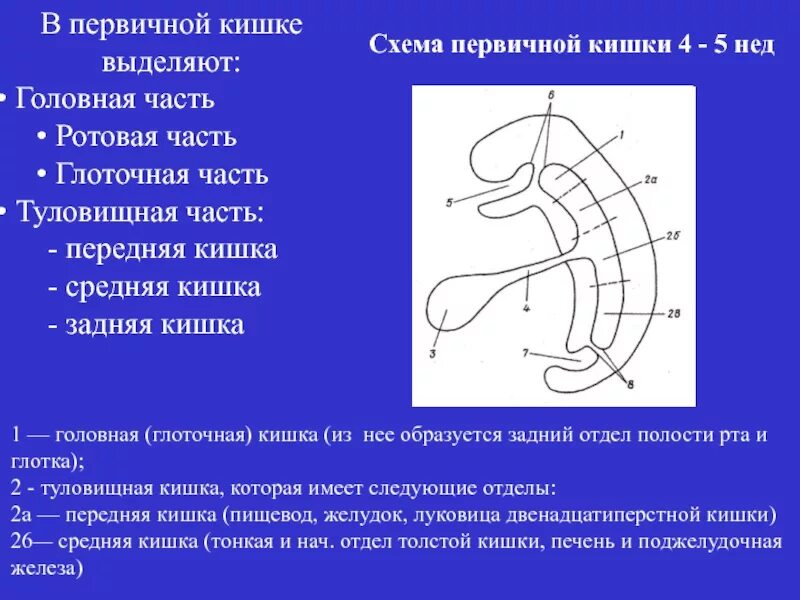 Развитие пищеварительной системы эмбриогенез. Передняя кишка эмбриогенез. Гаструла это двухслойный зародыш. Нейрула строение. Эмбриогенез.