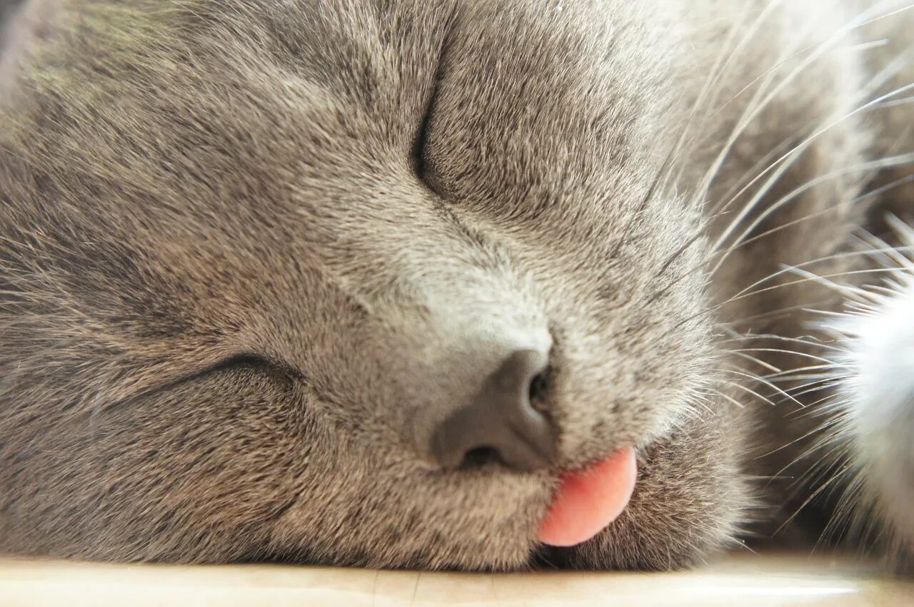 Sleeping language