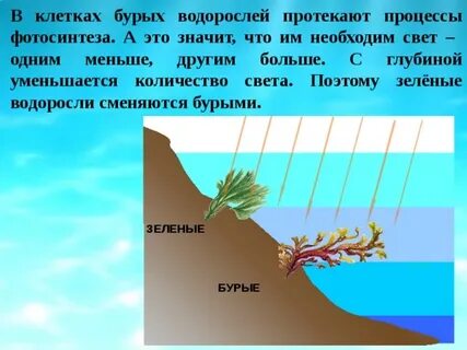 Фотосинтез водорослей