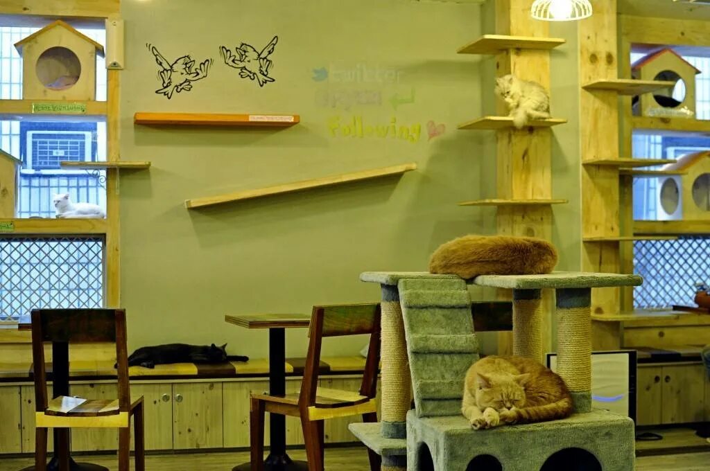 Кэт кафе. Кошачье кафе - "Cat Cafe" в Японии. Котокафе Пермь Монастырская 14. Кошачьи кафе в Японии.