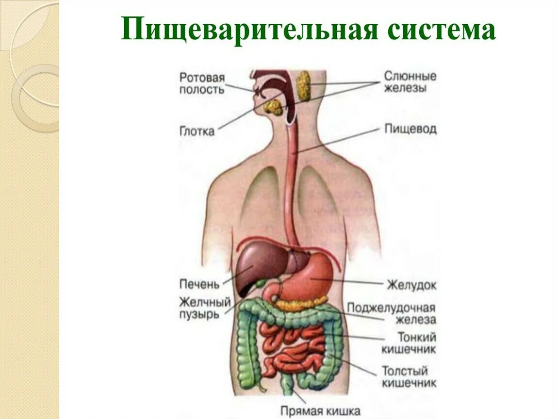 Желудок и полость рта. Строение пищеварительной системы человека схема схема. Название частей пищеварительной системы человека. Строение пищевая система человека анатомия. Подпишите названия органов пищеварительной системы.