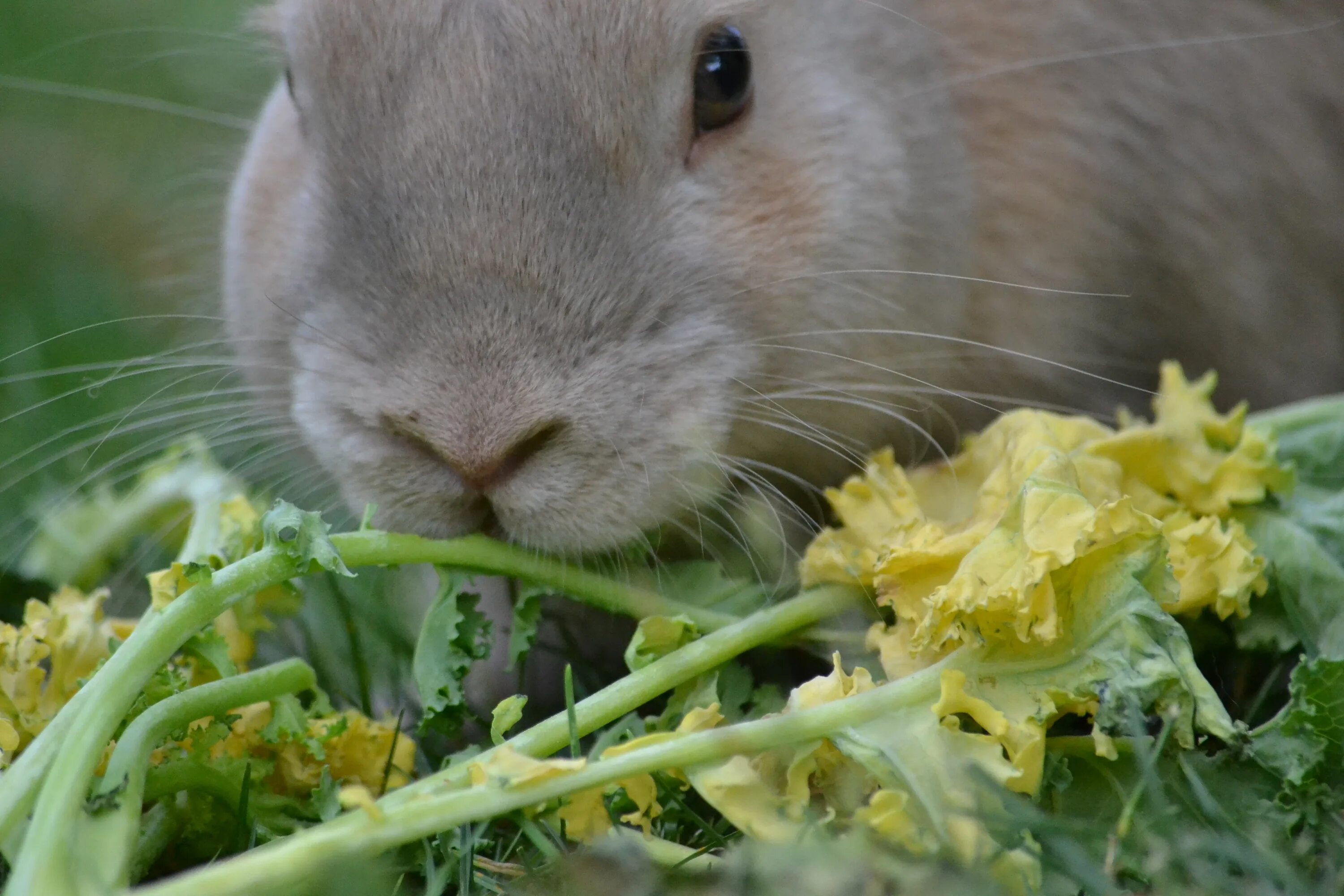 Можно кролику салат. Еда для кроликов. Что едят кролики. Кормовой кролик. Еда для кроликов декоративных.