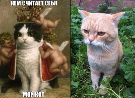 Я и мой кот