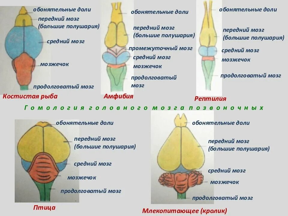 Отделы головного мозга хордовых. Строение головного мозга позвоночных. Эволюция головного мозга позвоночных животных таблица. Строение головного мозга позвоночных животных.
