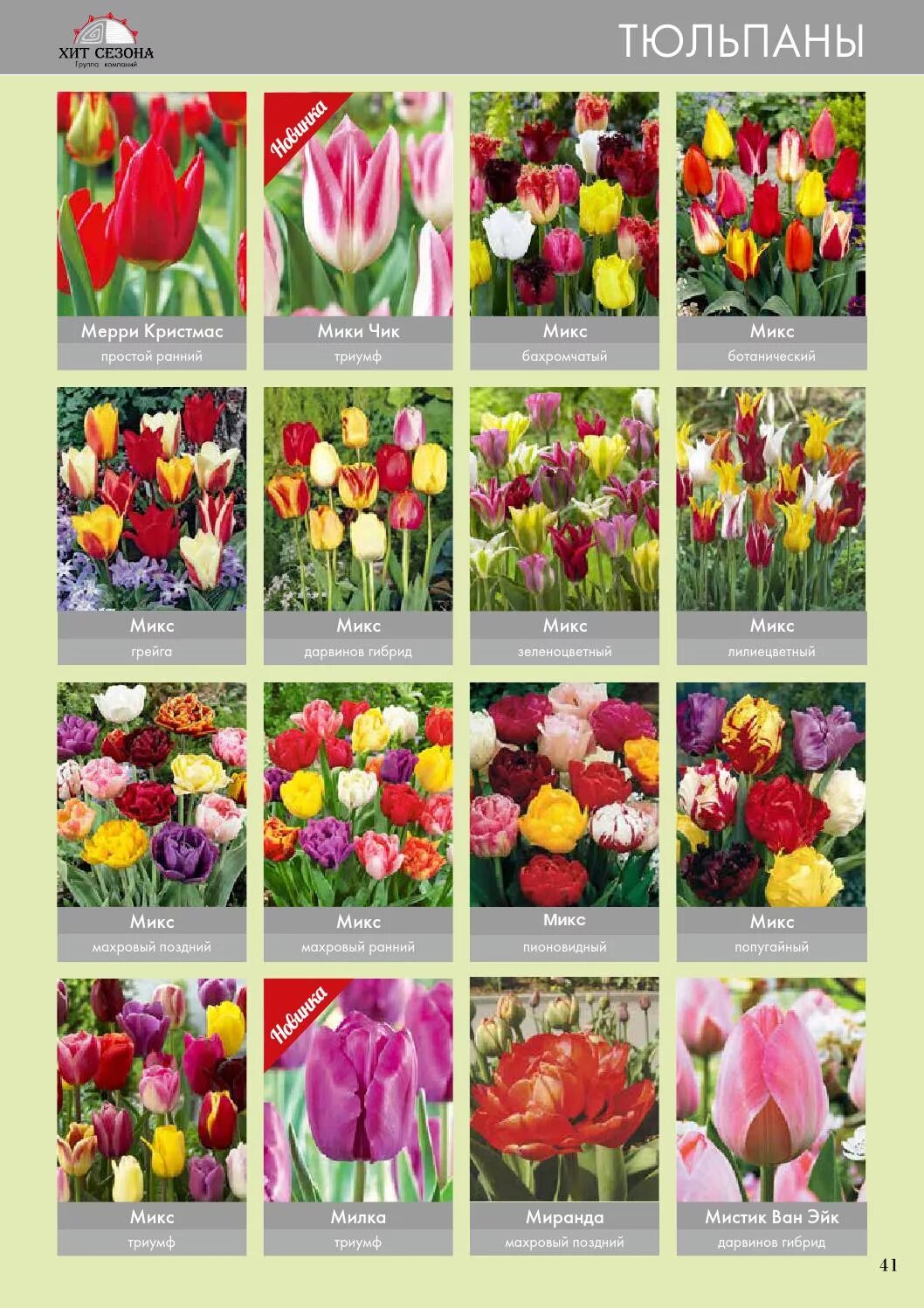 Каталог цветов весенних. Тюльпан, нарцисс, гладиолус. Луковичные цветы каталог. Название луковичных цветов. Каталоги луковичных цветов.