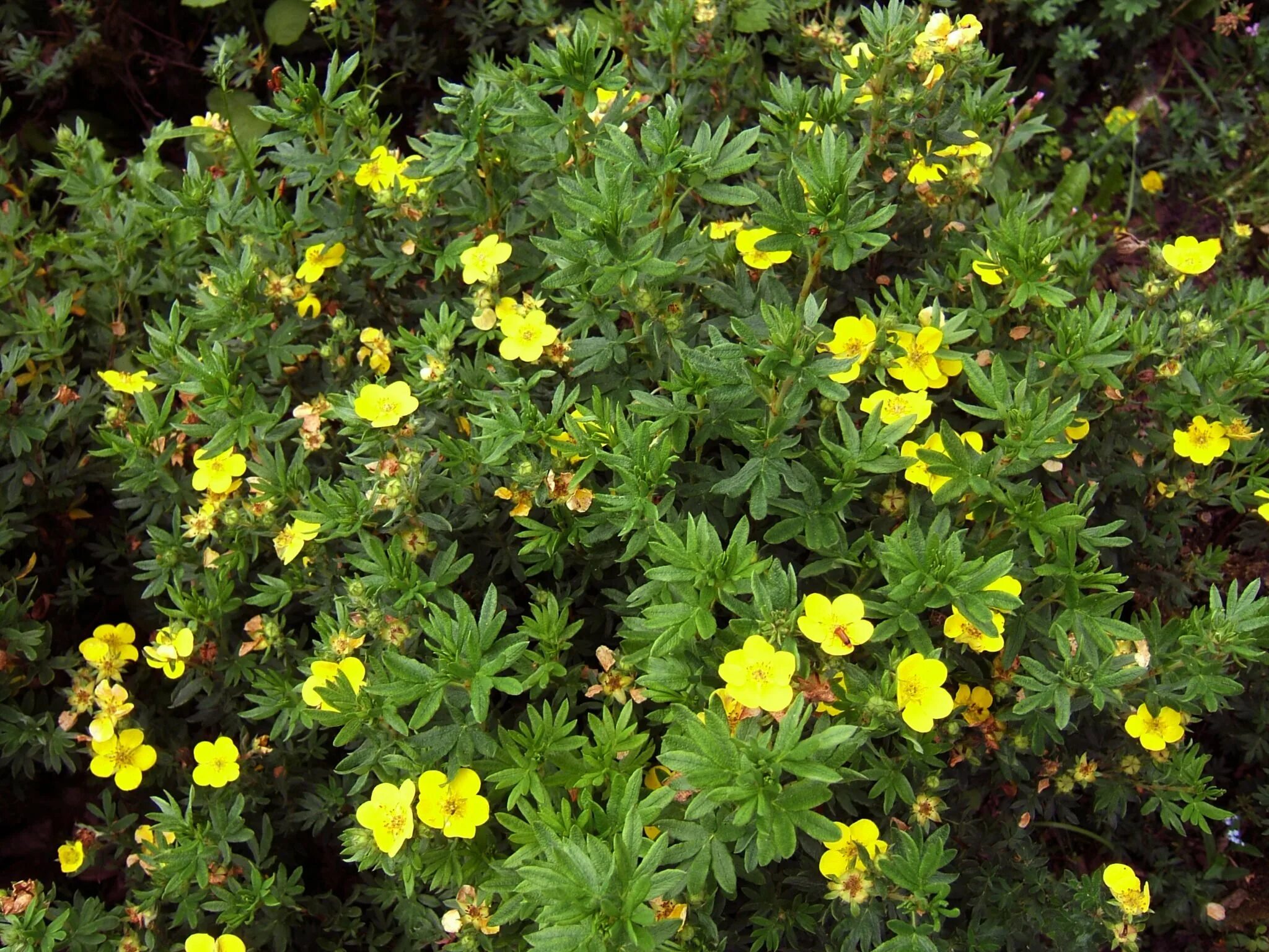 Лапчатка (dasiphora fruticosa. Лапчатка Еллоу Берд. Растение Potentilla fruticosa. Лапчатка кустарниковая (Курильский чай) (dasiphora fruticosa). Как называется куст с желтыми цветами