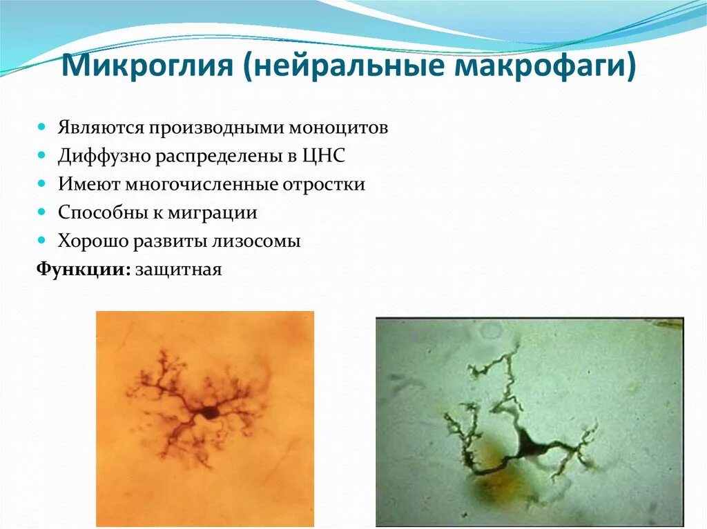 Макрофаги цнс. Микроглия в нервной ткани. микроглия строение. микроглия цнс. макрофаги микроглии.