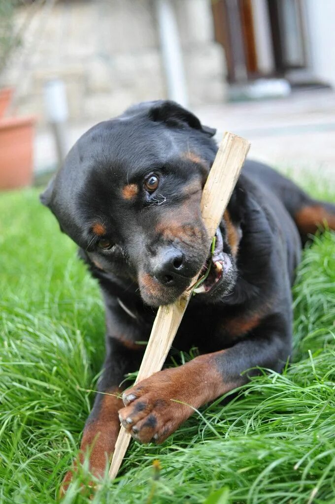 Можно собаке грызть палки. Можно собаке грызть палки. Doge собака. Собака с дубинкой. Собаки грызут палочку фото.