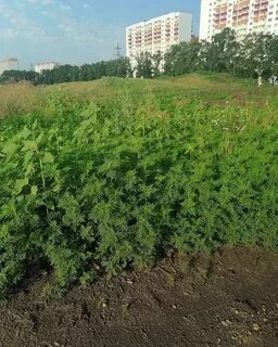 Амброзия краснодар