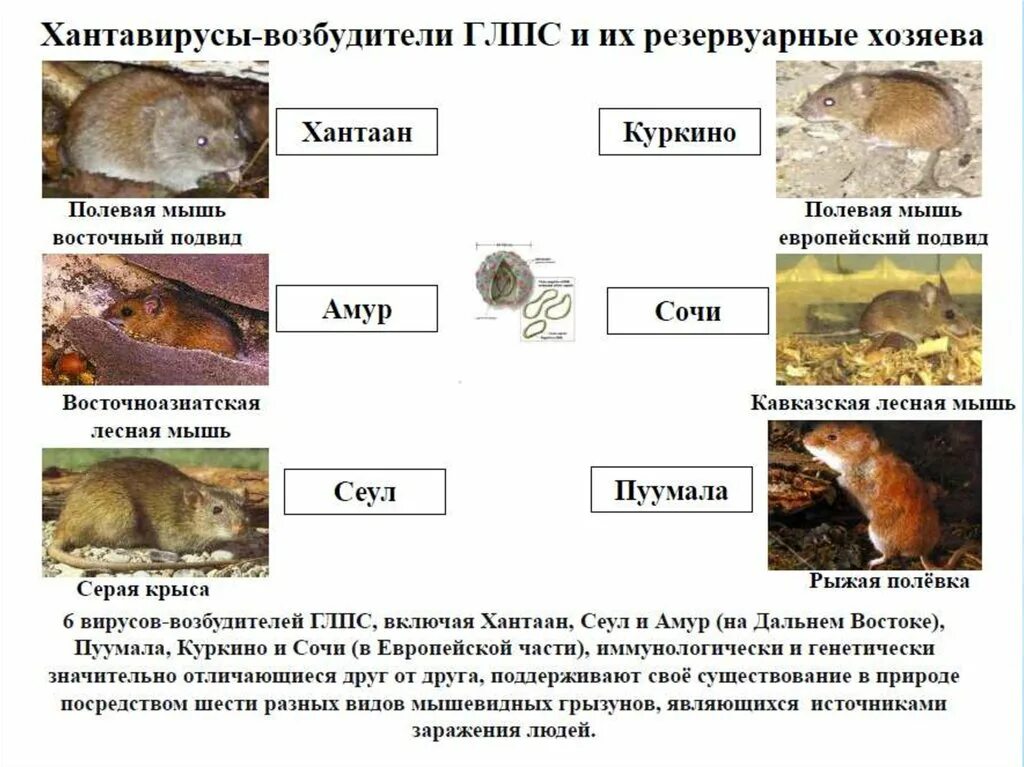 Грызуны инфекции