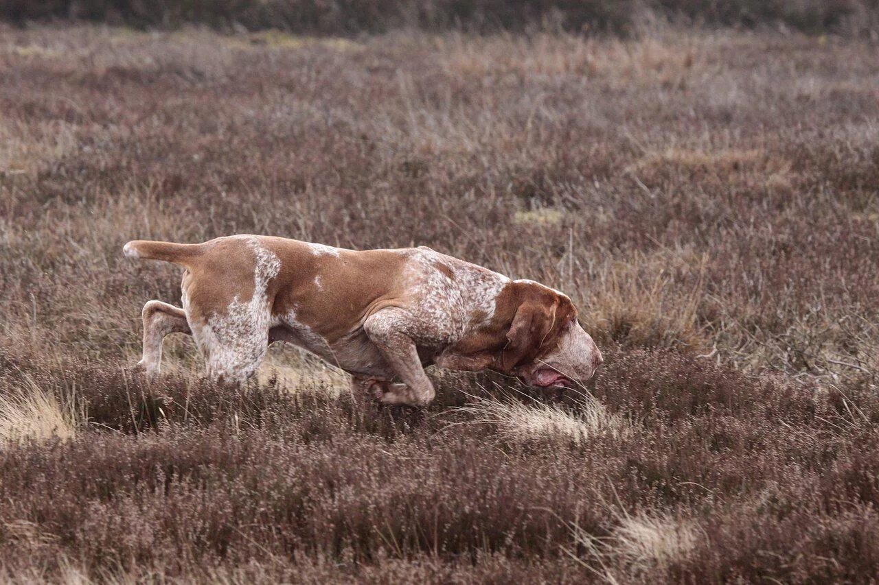Собака идет по следу. Собака идет по следу. Итальянская охотничья собака. Собака идет по следу. Собака идущая по следу не поднимая головы.