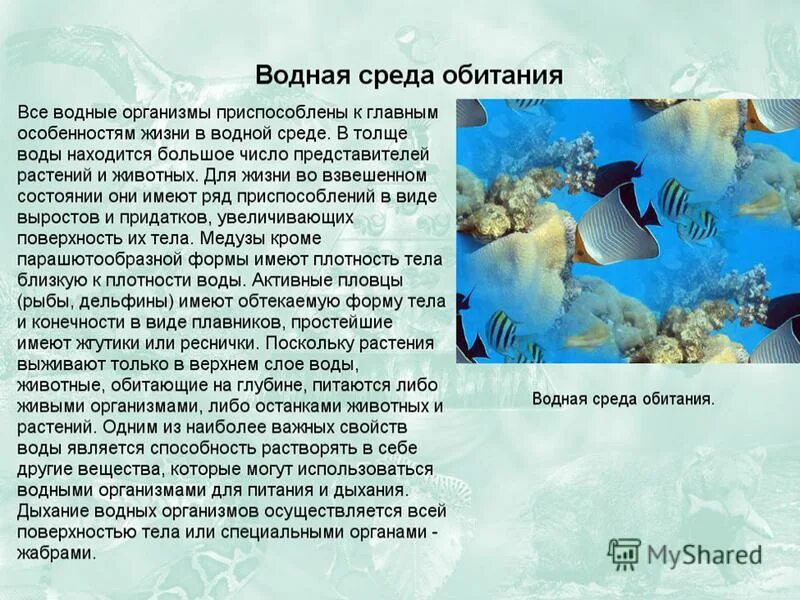 Среда обитания. Водная среда жизни. Доклад на тему среда обитания. Презентация на тему среды обитания. Что такое среда обитания кратко.