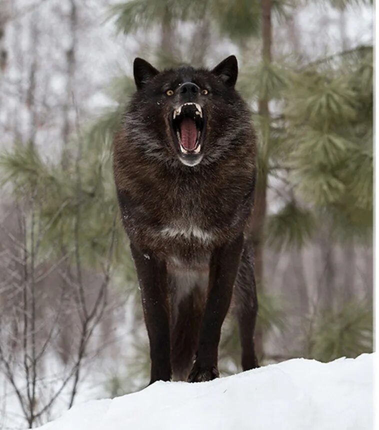 Самый главный волк. Волкособ Вульф черный. Канадский вольфхунд. Черный канадский волк Акелла. Волкособ вольфхунд.
