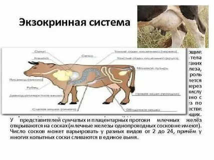 Функции железа у животных