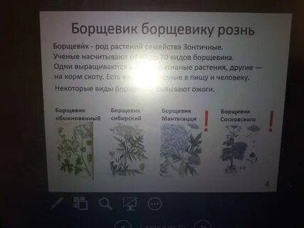 Как отличить борщевик сосновского от борщевика сибирского